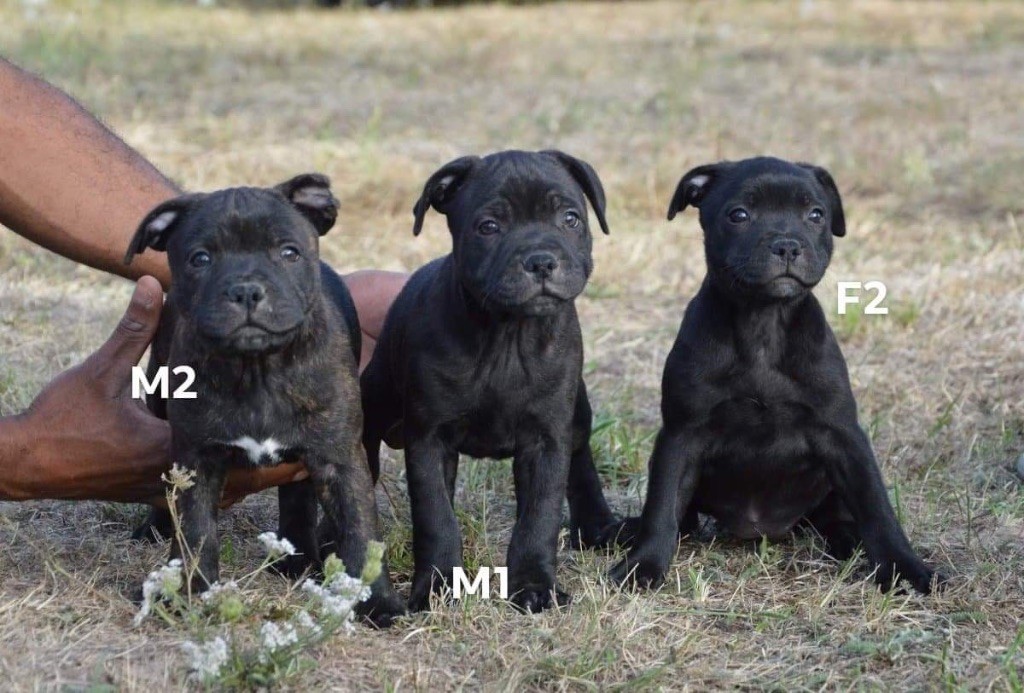 Hot Rever’s - Chiot disponible  - Staffordshire Bull Terrier