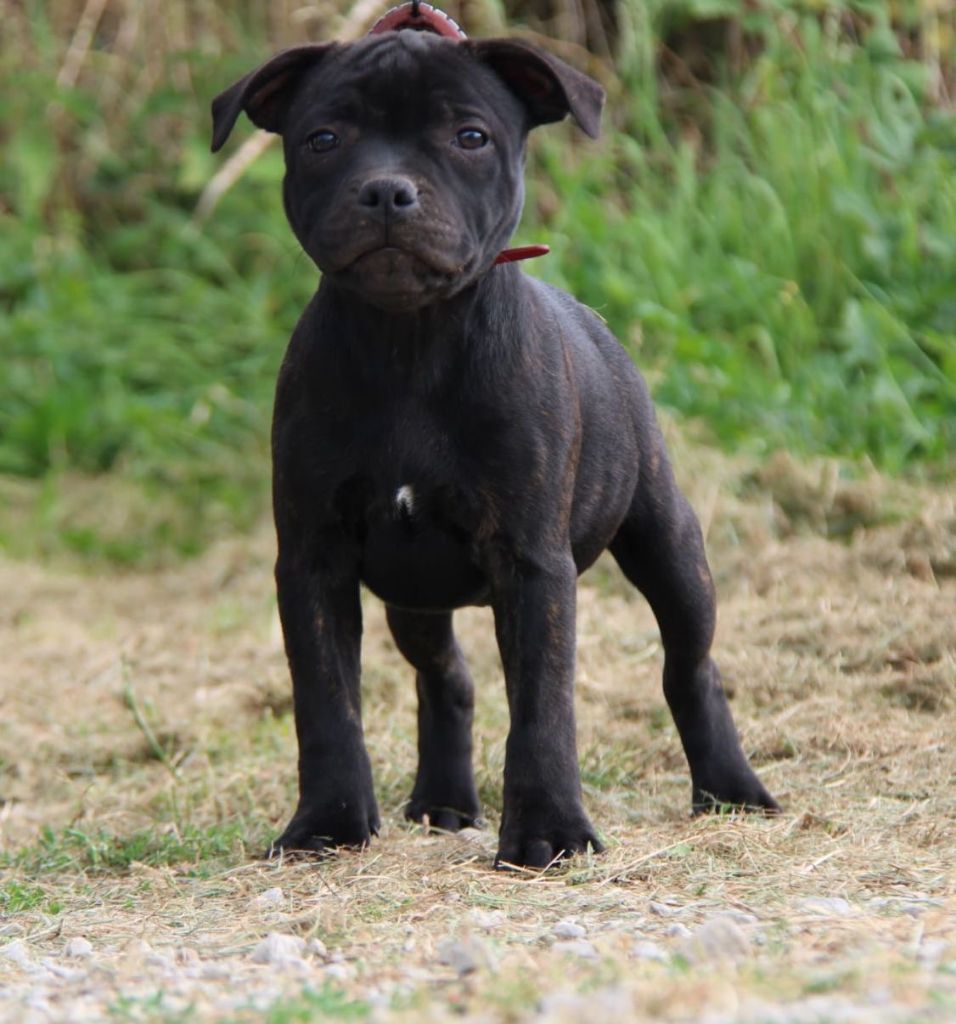 Hot Rever’s - Chiot disponible  - Staffordshire Bull Terrier