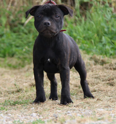 Hot Rever’s - Staffordshire Bull Terrier - Portée née le 16/05/2024