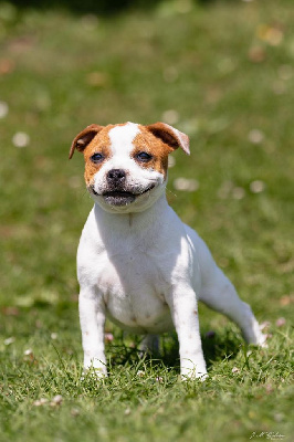 Hot Rever’s - Staffordshire Bull Terrier - Portée née le 18/05/2024