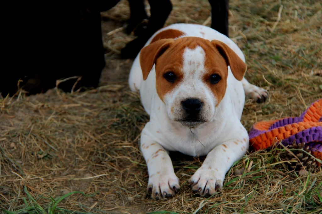 Hot Rever’s - Chiot disponible  - Staffordshire Bull Terrier