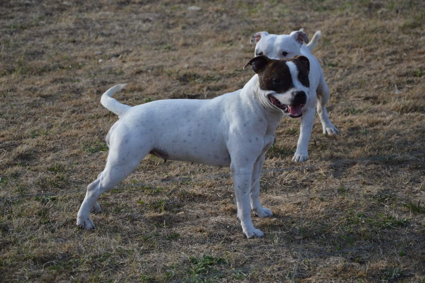 Cherche famille pour retraite canapé pour plusieurs chiens