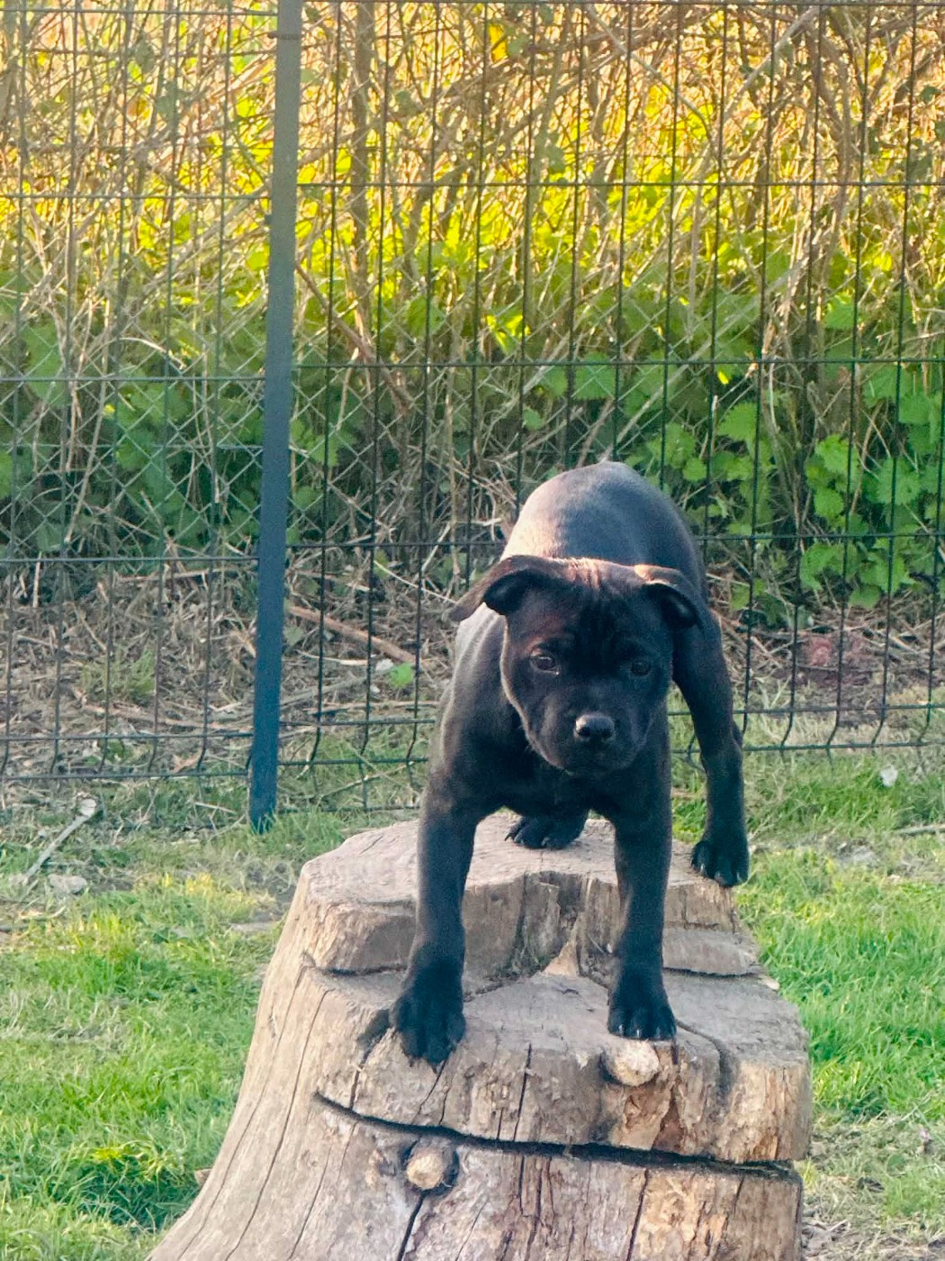 Hot Rever’s - Chiots disponibles - Staffordshire Bull Terrier