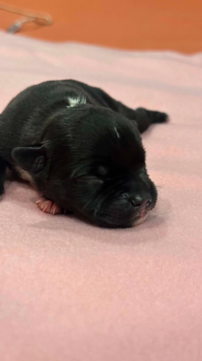 Hot Rever’s - Chiots disponibles - Staffordshire Bull Terrier