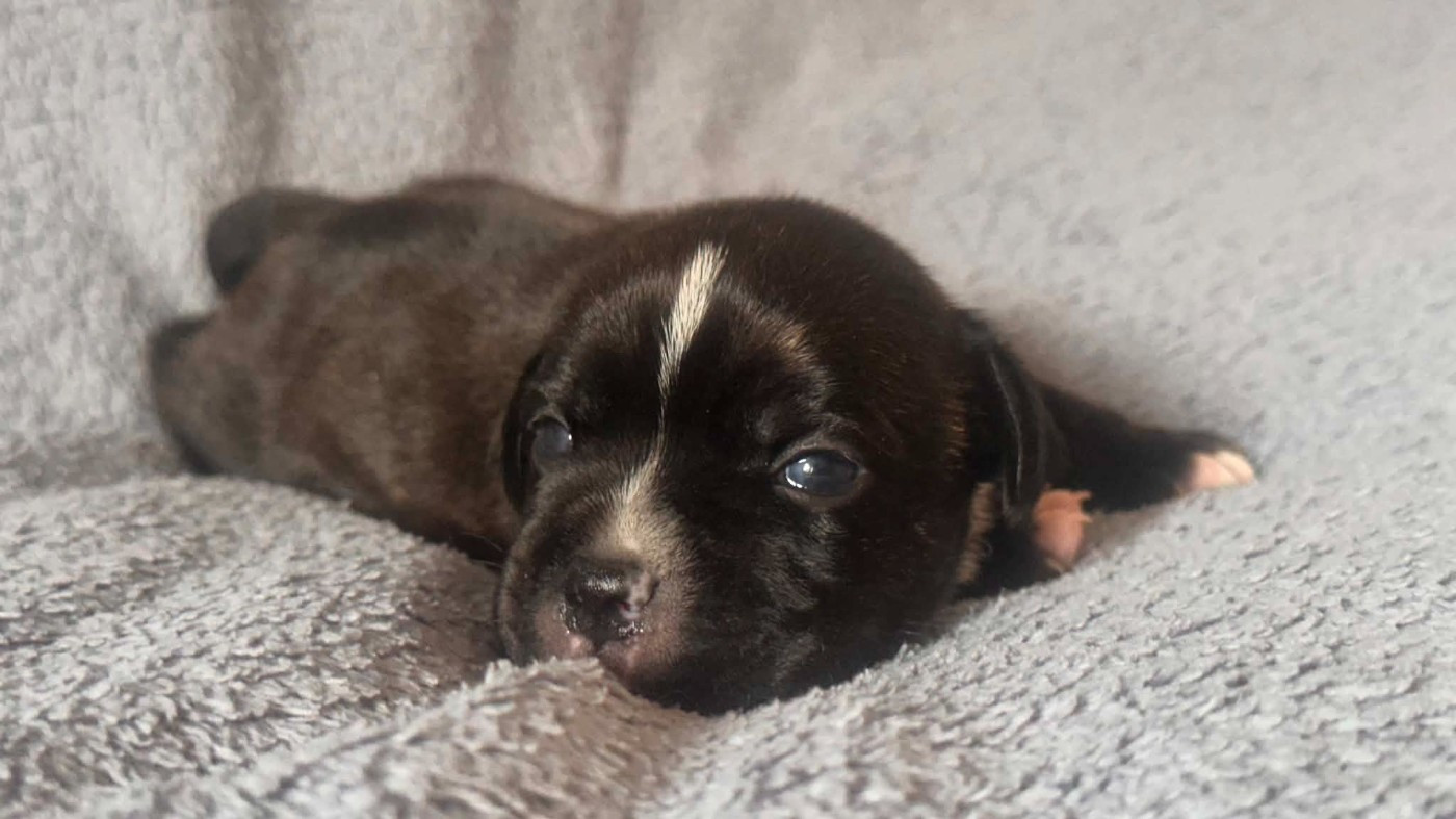 Hot Rever’s - Chiots disponibles - Staffordshire Bull Terrier