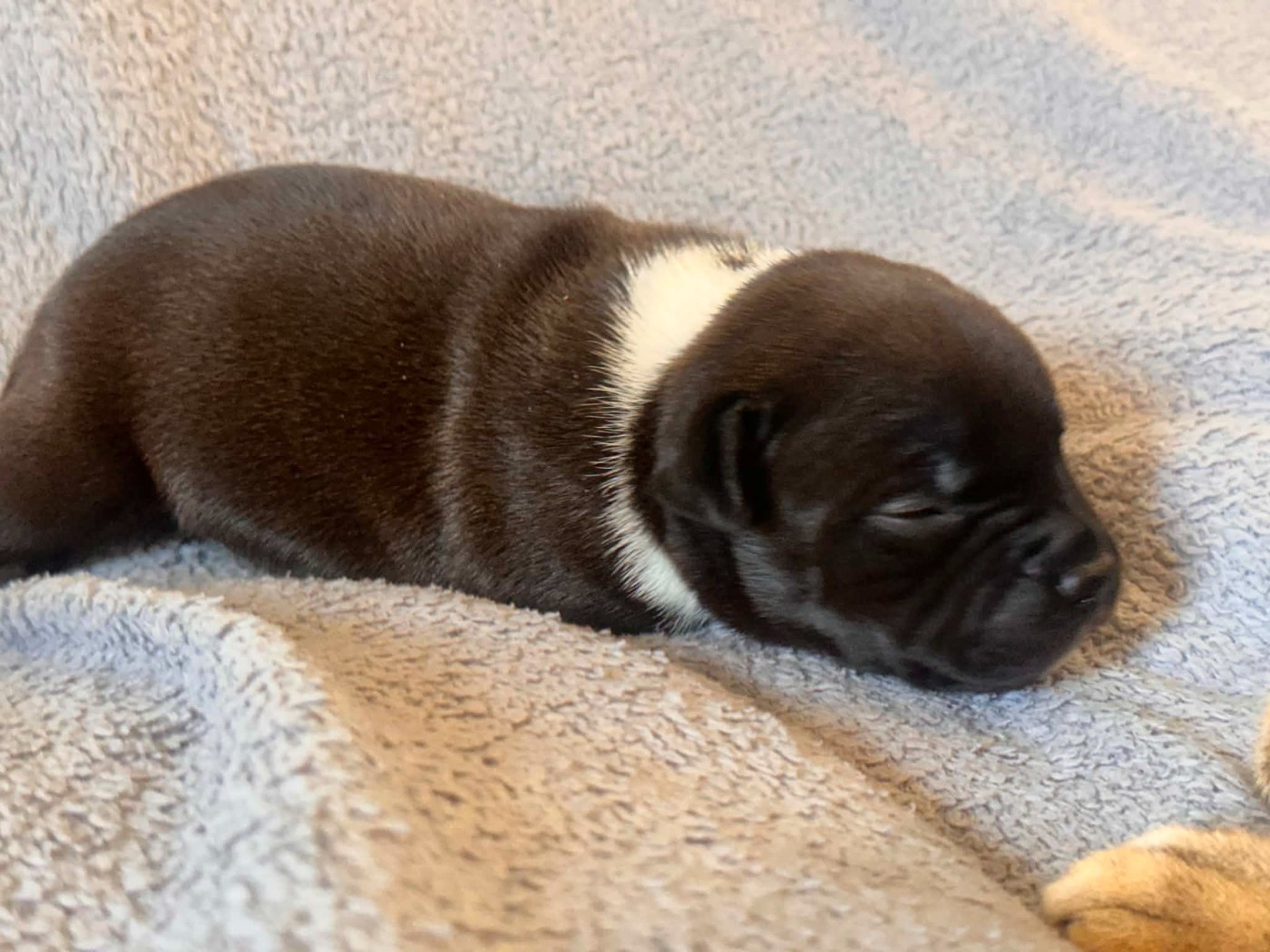 Hot Rever’s - Chiots disponibles - Staffordshire Bull Terrier