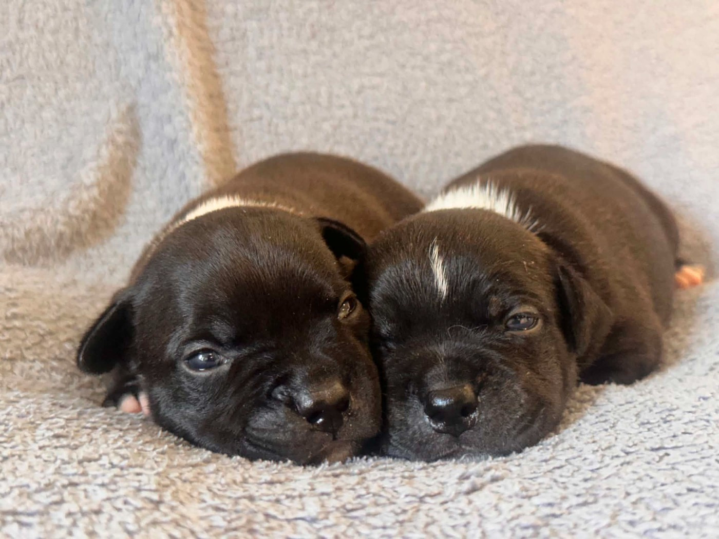 Hot Rever’s - Chiots disponibles - Staffordshire Bull Terrier