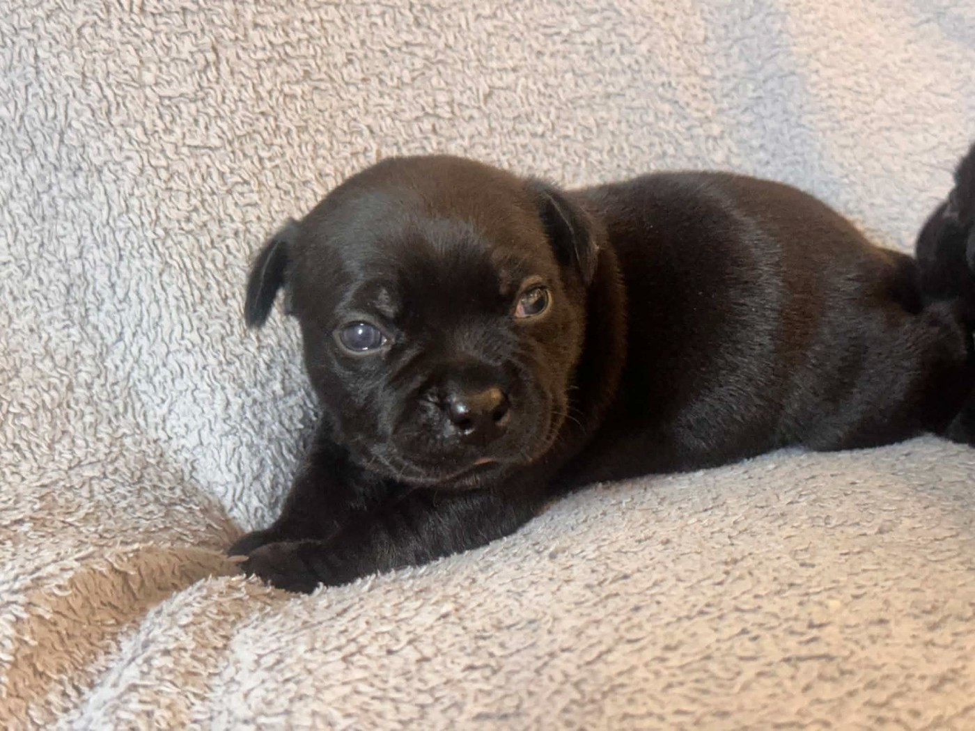 Hot Rever’s - Chiots disponibles - Staffordshire Bull Terrier