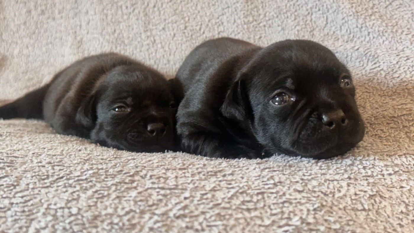 Hot Rever’s - Chiots disponibles - Staffordshire Bull Terrier