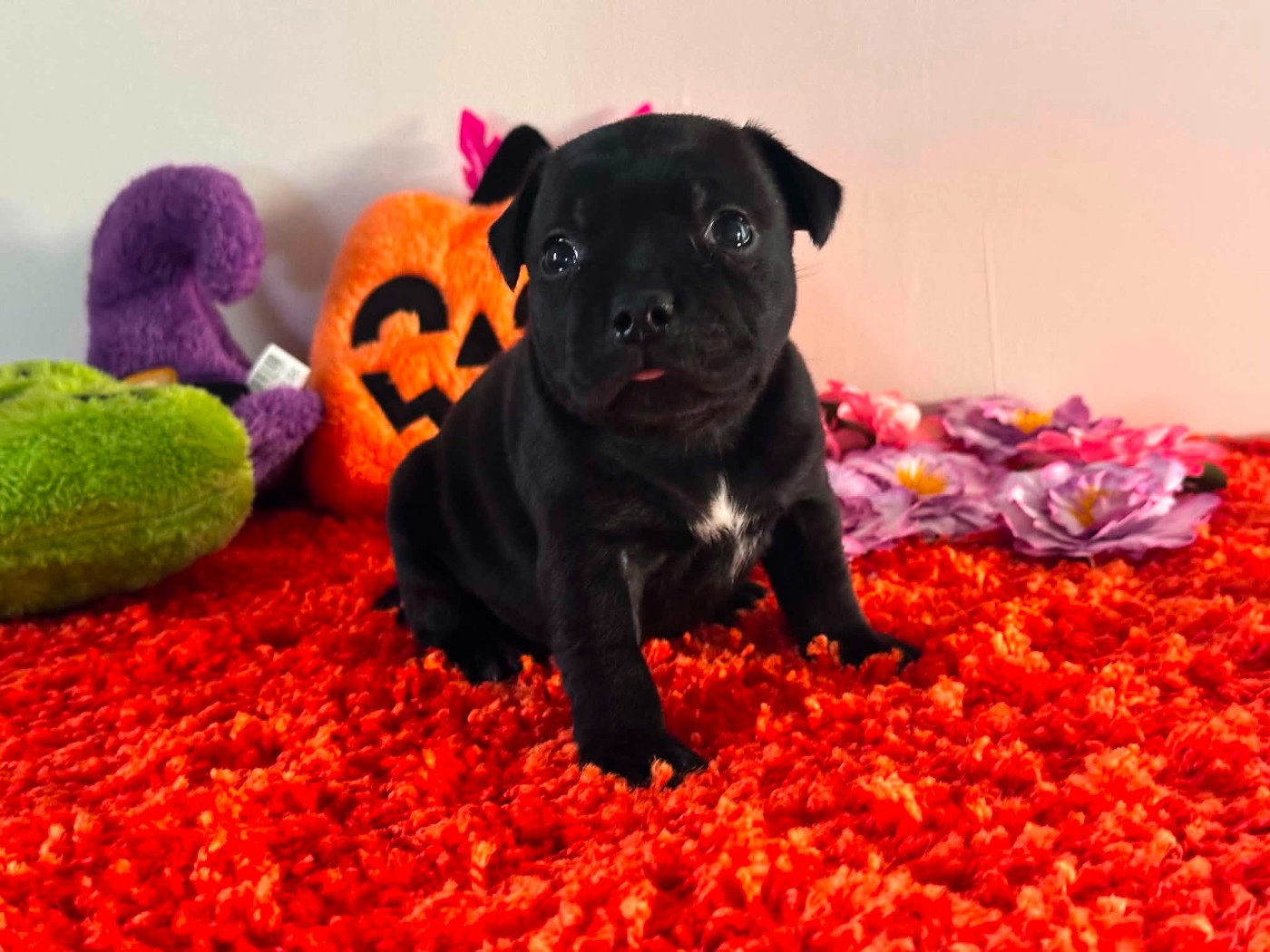 Hot Rever’s - Chiots disponibles - Staffordshire Bull Terrier