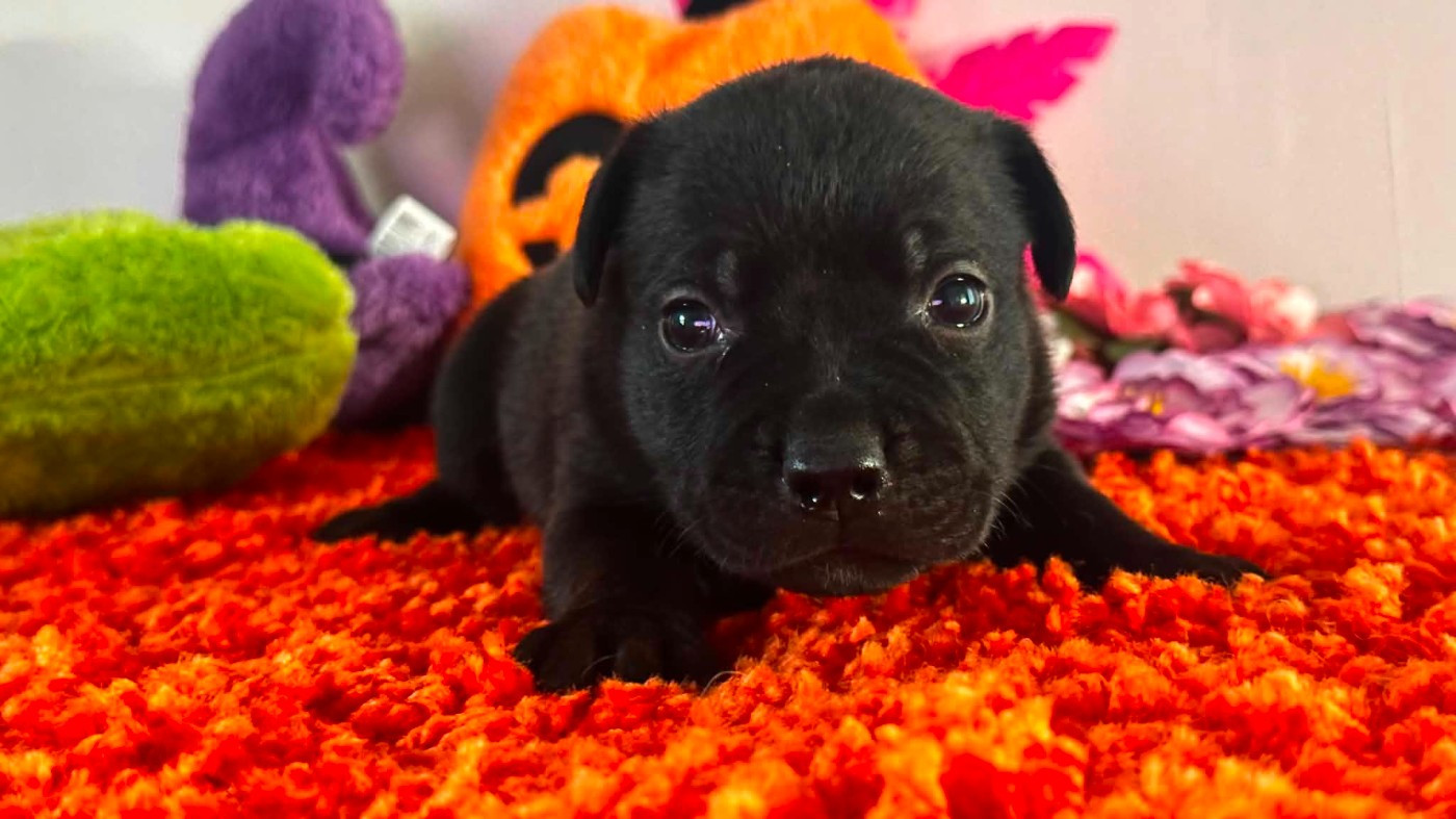 Hot Rever’s - Chiots disponibles - Staffordshire Bull Terrier
