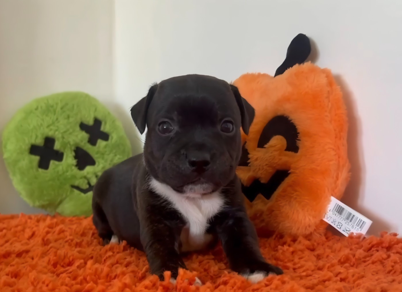 Hot Rever’s - Chiots disponibles - Staffordshire Bull Terrier