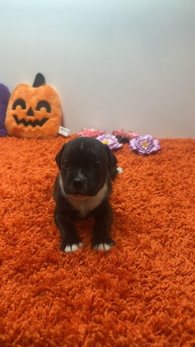 Hot Rever’s - Chiots disponibles - Staffordshire Bull Terrier